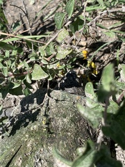 Kinosternon integrum