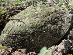 Kinosternon integrum