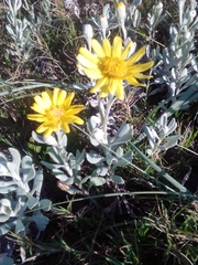 Senecio crassiflorus