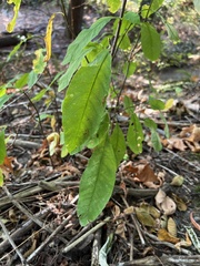 Oemleria cerasiformis