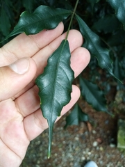Andira
