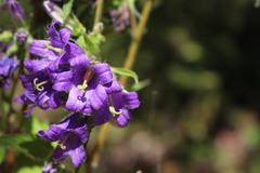 Campanula glomerata