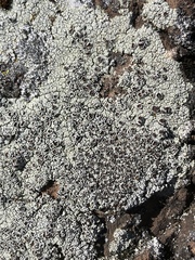 Lecanora argopholis