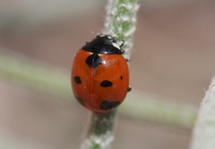 Coccinella difficilis