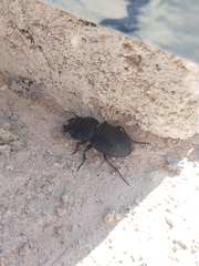 Pasimachus sublaevis