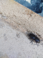 Pasimachus sublaevis