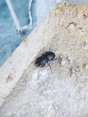 Pasimachus sublaevis