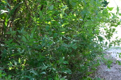 Lantana canescens