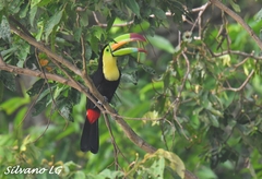 Ramphastos sulfuratus
