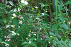 Lantana canescens