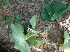 Piper umbellatum