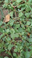 Trianthema portulacastrum