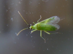 Macrolophus pygmaeus