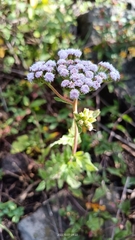 Ageratum corymbosum