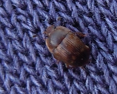 Stelidota geminata