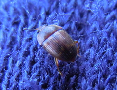 Stelidota geminata