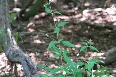 Lantana canescens