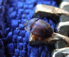 Stelidota geminata