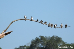 Tachycineta albilinea