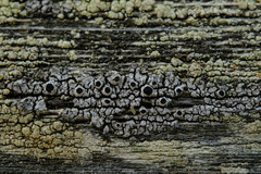 Pseudothelomma occidentale