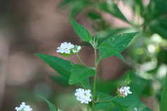 Lantana canescens