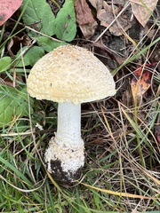 Amanita muscaria guessowii