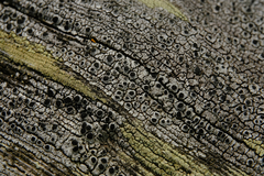 Pseudothelomma occidentale