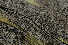 Pseudothelomma occidentale