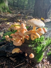 Fungi