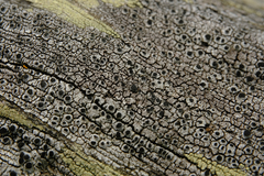 Pseudothelomma occidentale