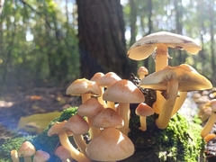 Fungi