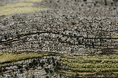 Pseudothelomma occidentale