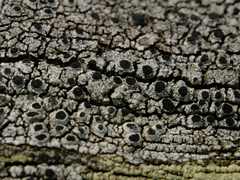 Pseudothelomma occidentale