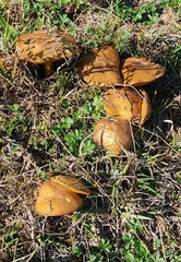 Suillus collinitus
