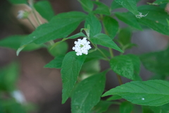 Lantana canescens