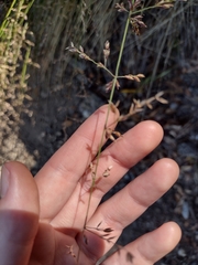 Melica imperfecta