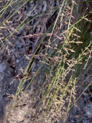 Melica imperfecta