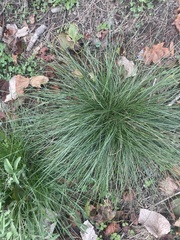 Allium vineale