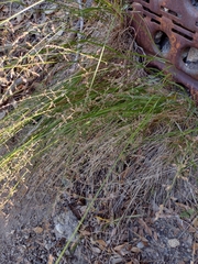 Melica imperfecta