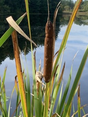 Typha
