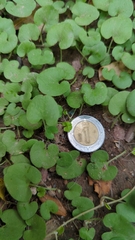 Dichondra repens