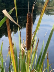 Typha