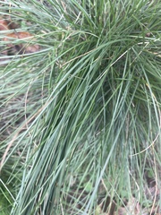 Allium vineale