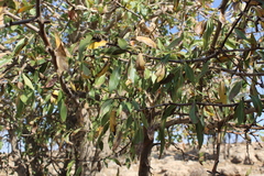 Pyrus syriaca