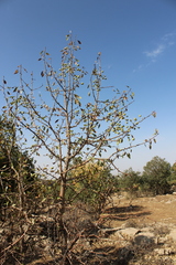 Pyrus syriaca
