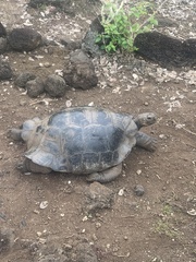 Chelonoidis niger