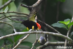 Ceratopipra mentalis