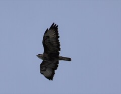 Buteo buteo rothschildi
