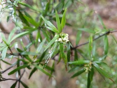 Leucopogon fasciculatus
