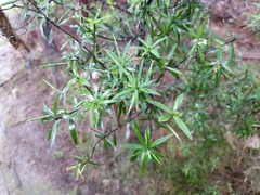 Leucopogon fasciculatus